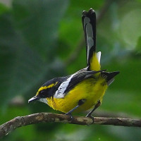 Yellow-breasted Boatbill
